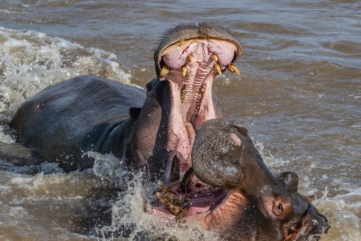 Fighting Hippos