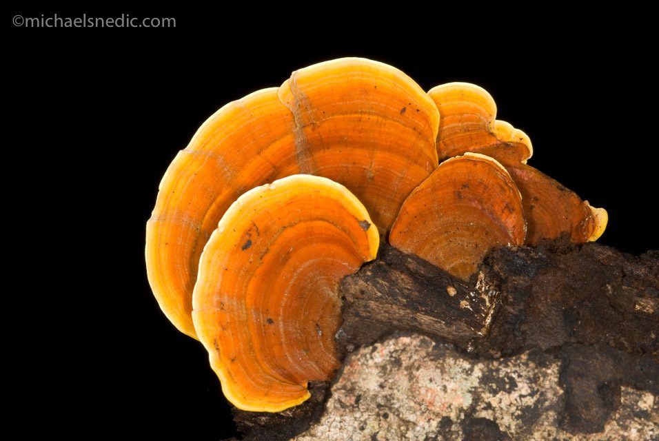 Bracket Fungi