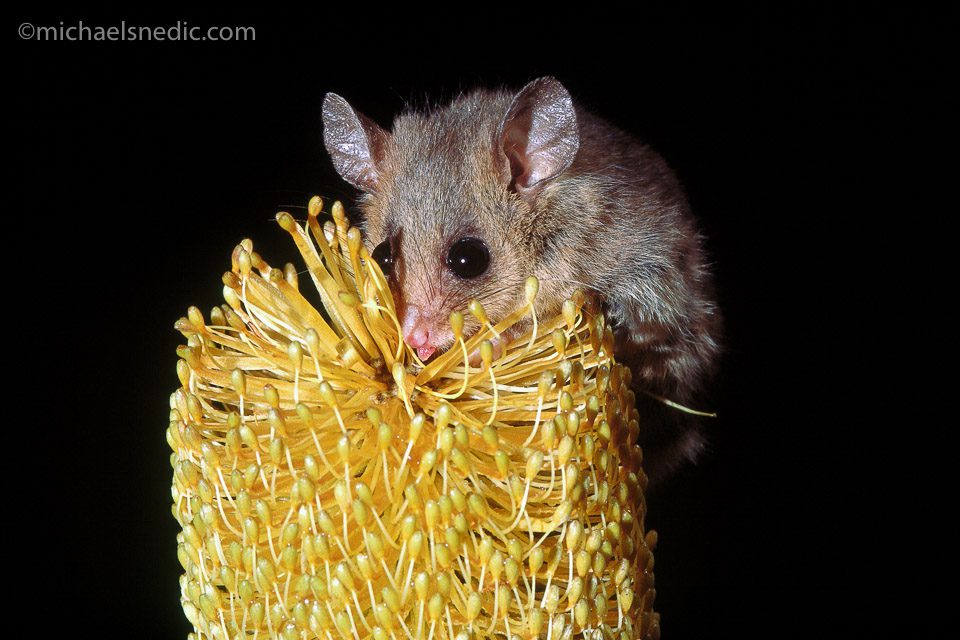 Eastern Pygmy Possum in Banksia