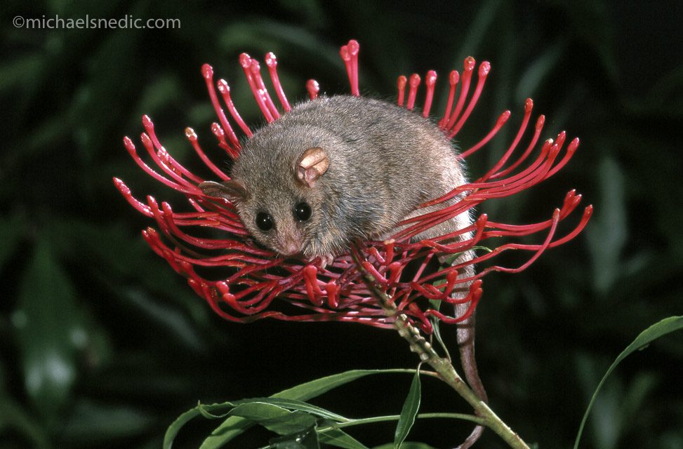 Eastern Pygmy Possum in Tree Waratah