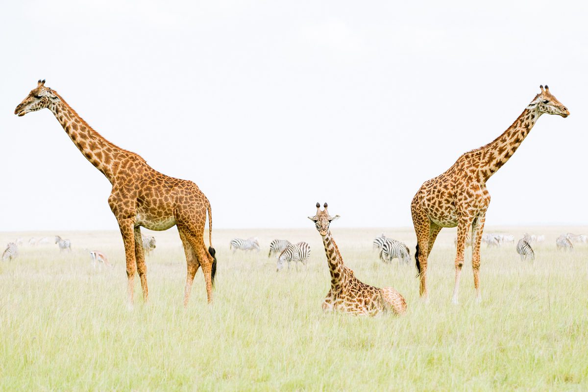 Giraffe family