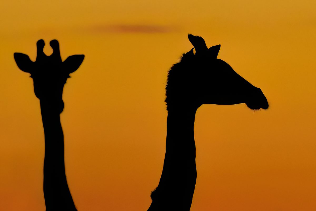 Giraffes at sunset