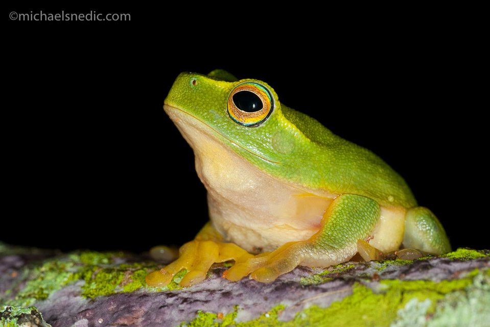 Graceful Tree Frog