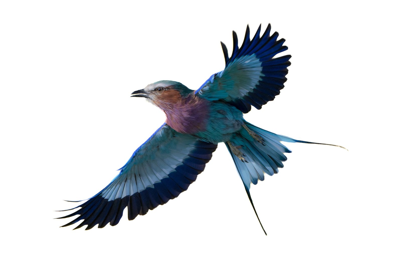Lilac-breasted Roller