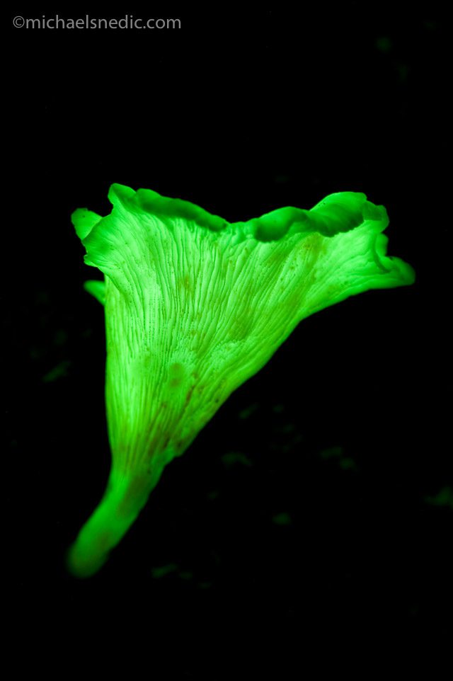 Luminous fungi