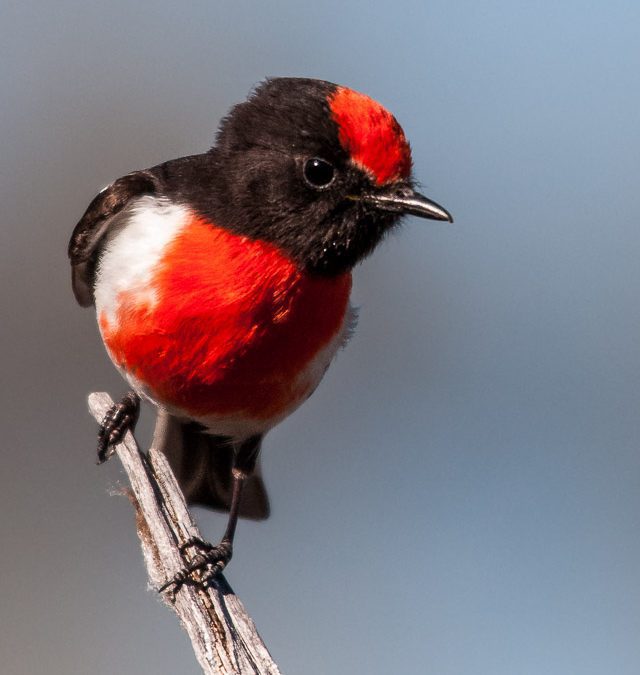 Red-Capped Robin