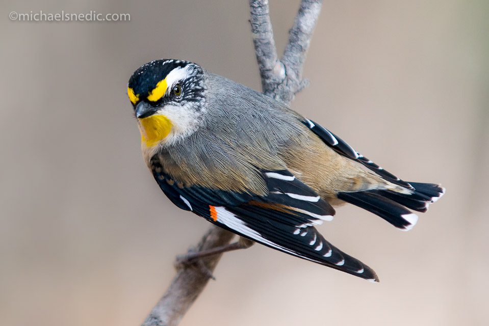 Striated Pardalote