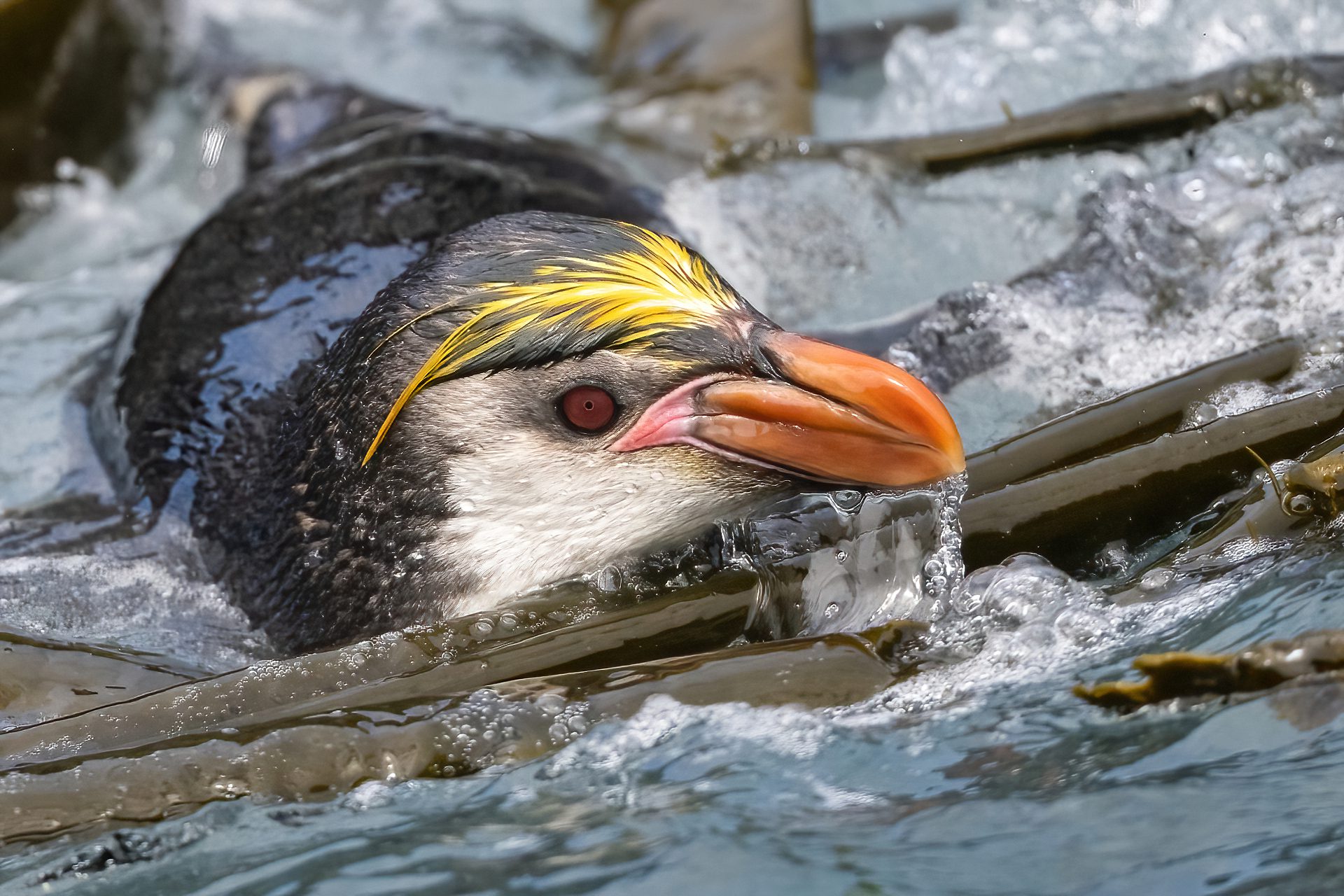 Subantarctic_photo_workshop_09_2023