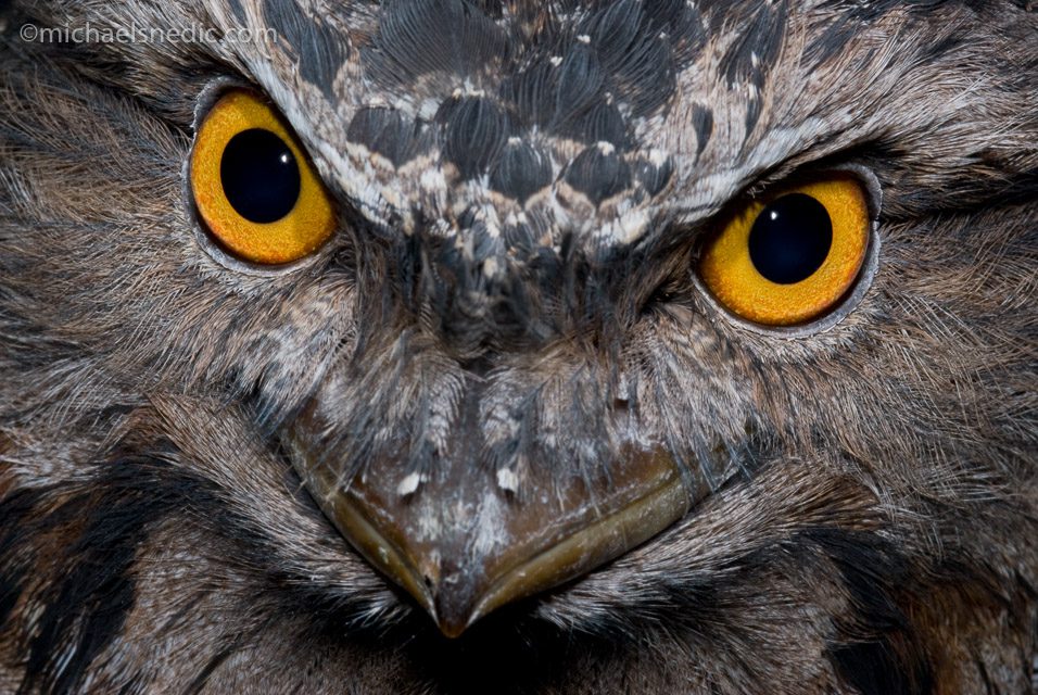 Tawny Frogmouth