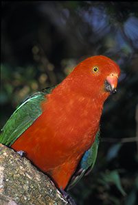 King Parrot