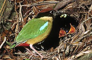 Noisy Pitta with chicks