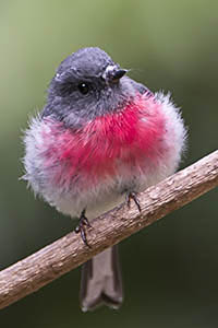 Rose Robin | Weekend Bird Photography Workshop