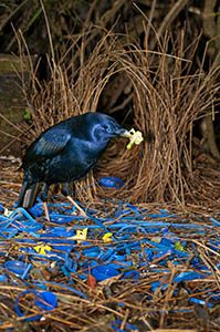 Satin Bowerbird at bower | Weekend Bird Photography Workshop