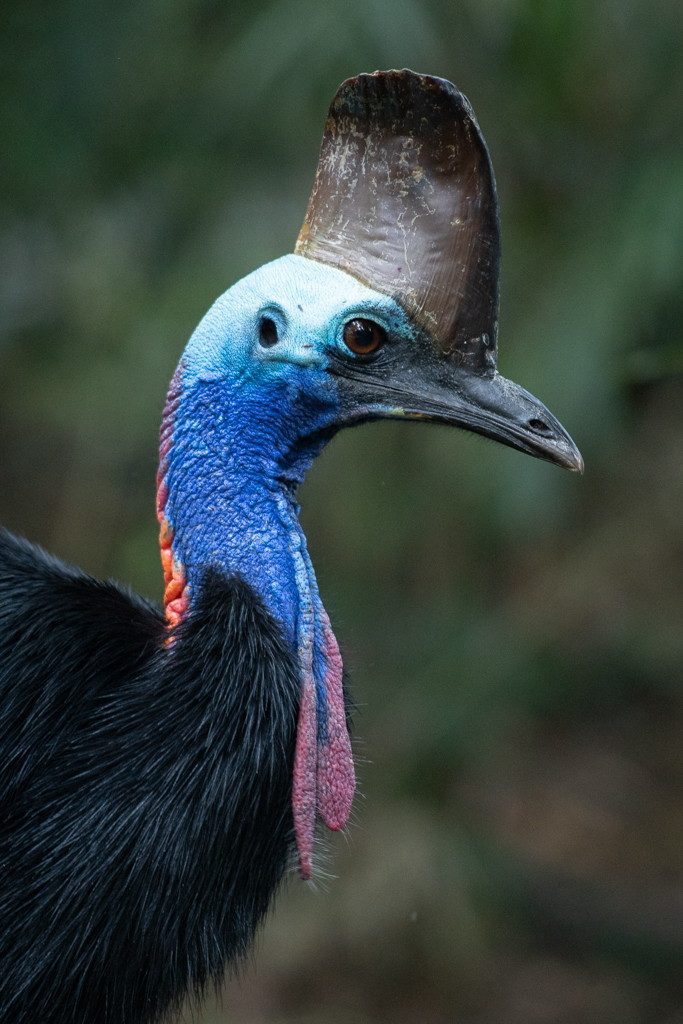 Southern Cassowary