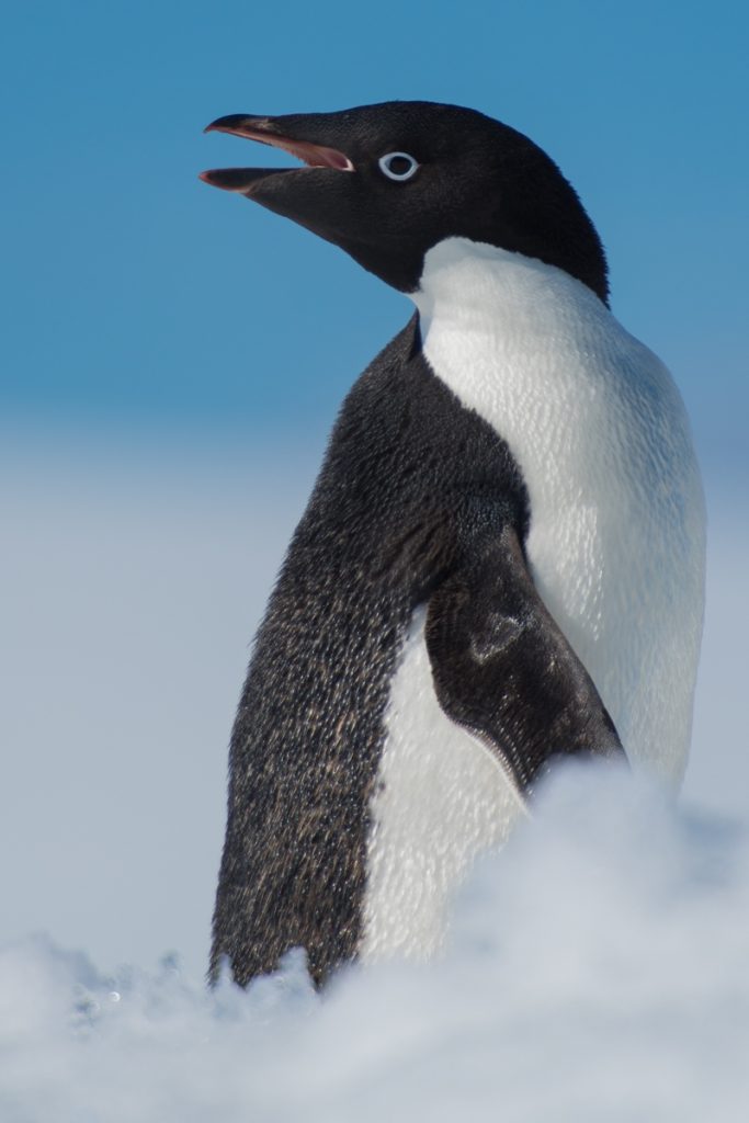 Adelie Penguin