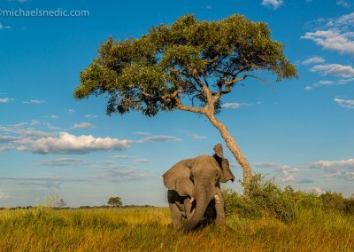 African Elephant