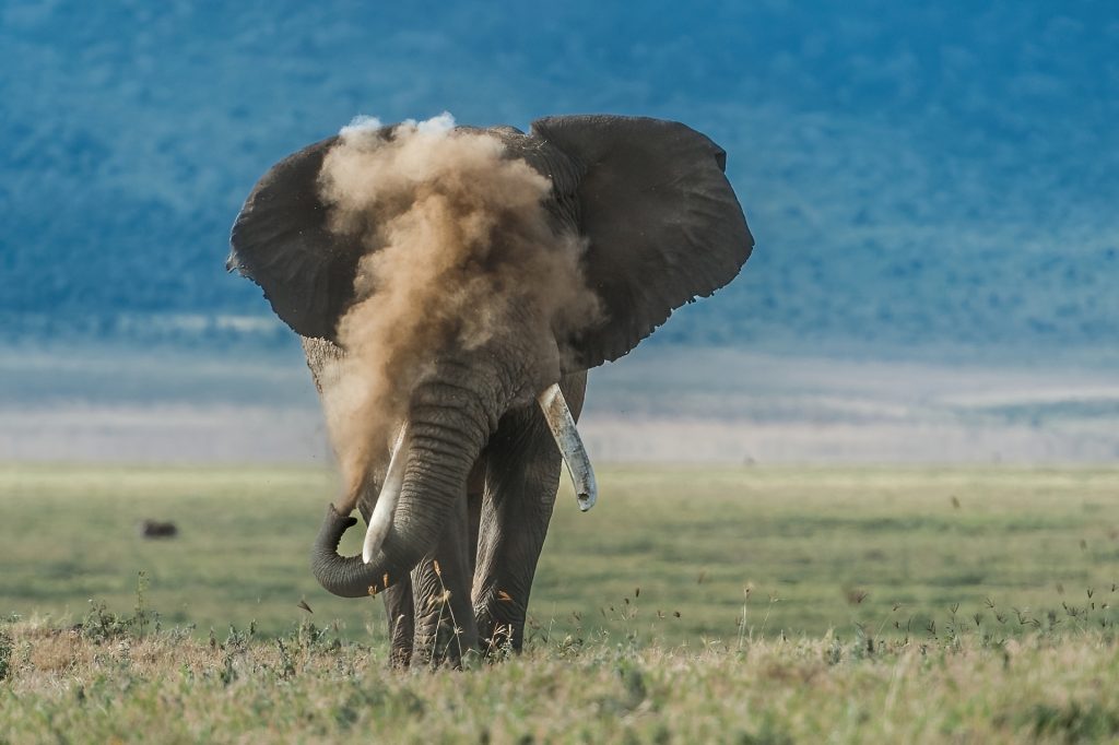 African elephant puffing dust