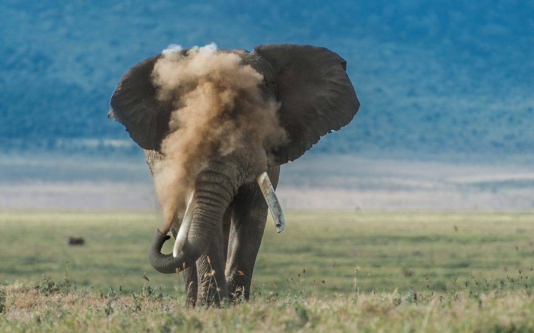 A First-timers Guide to Photographing African Wildlife