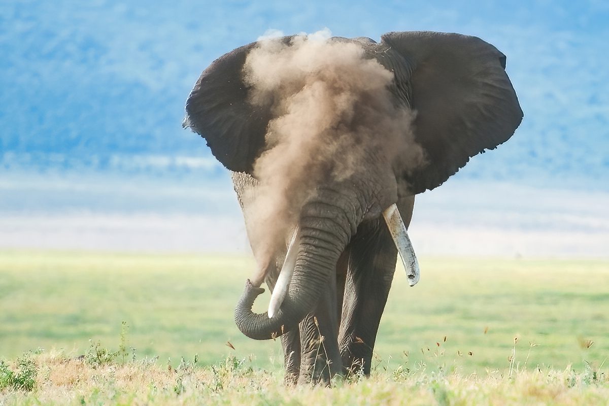 Elephant_Puffing_Dust