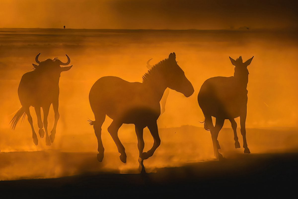 Sunrise Zebras