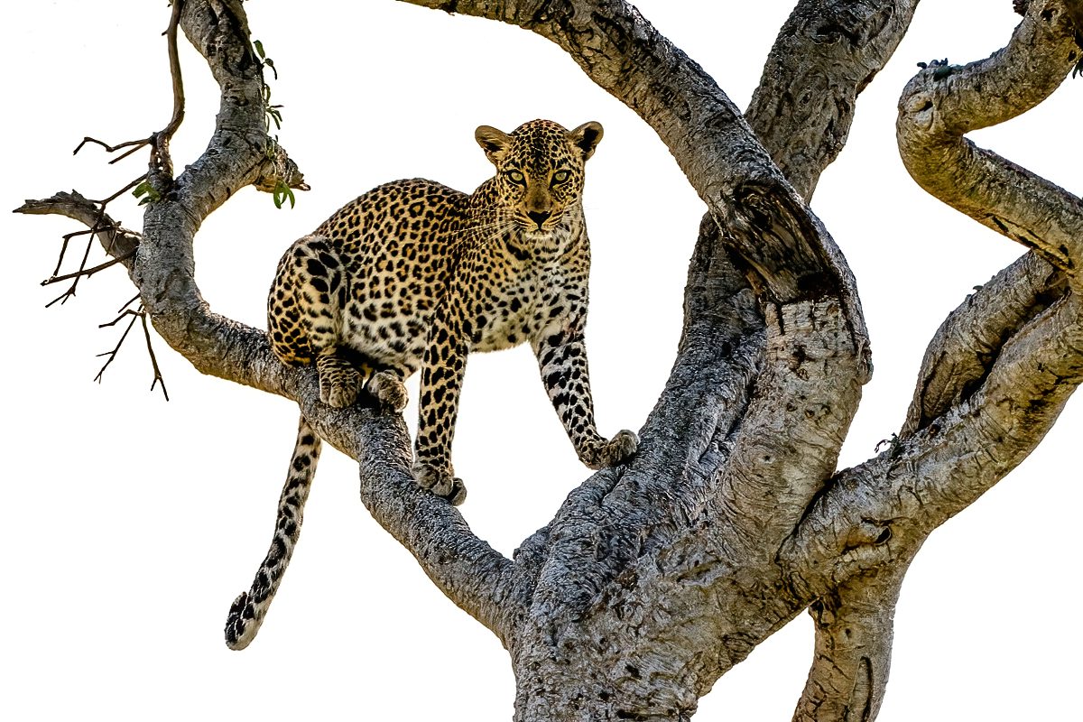Cheetahs in tree