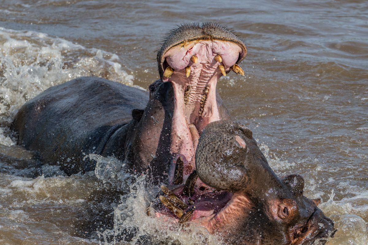 Hippo