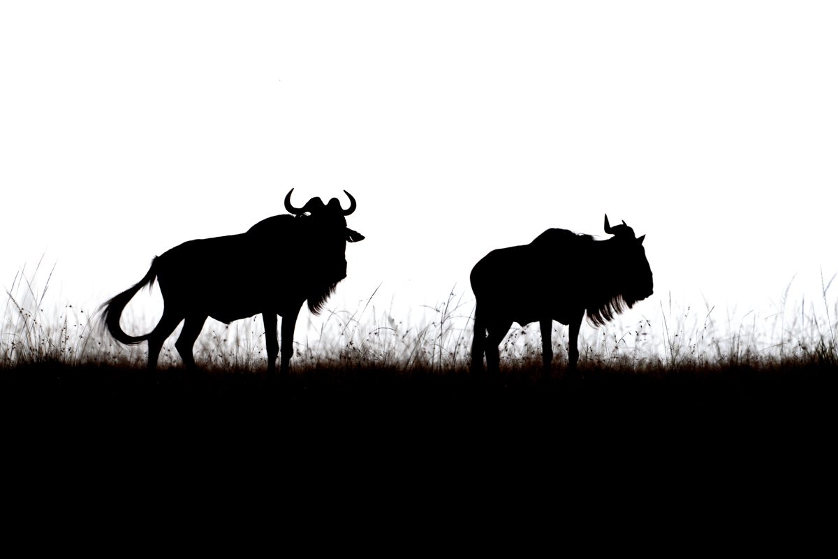 silhouette