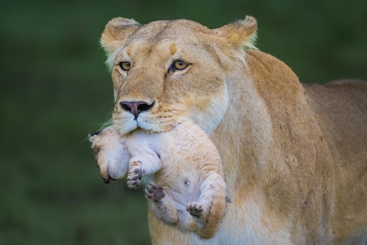 lioness with cub