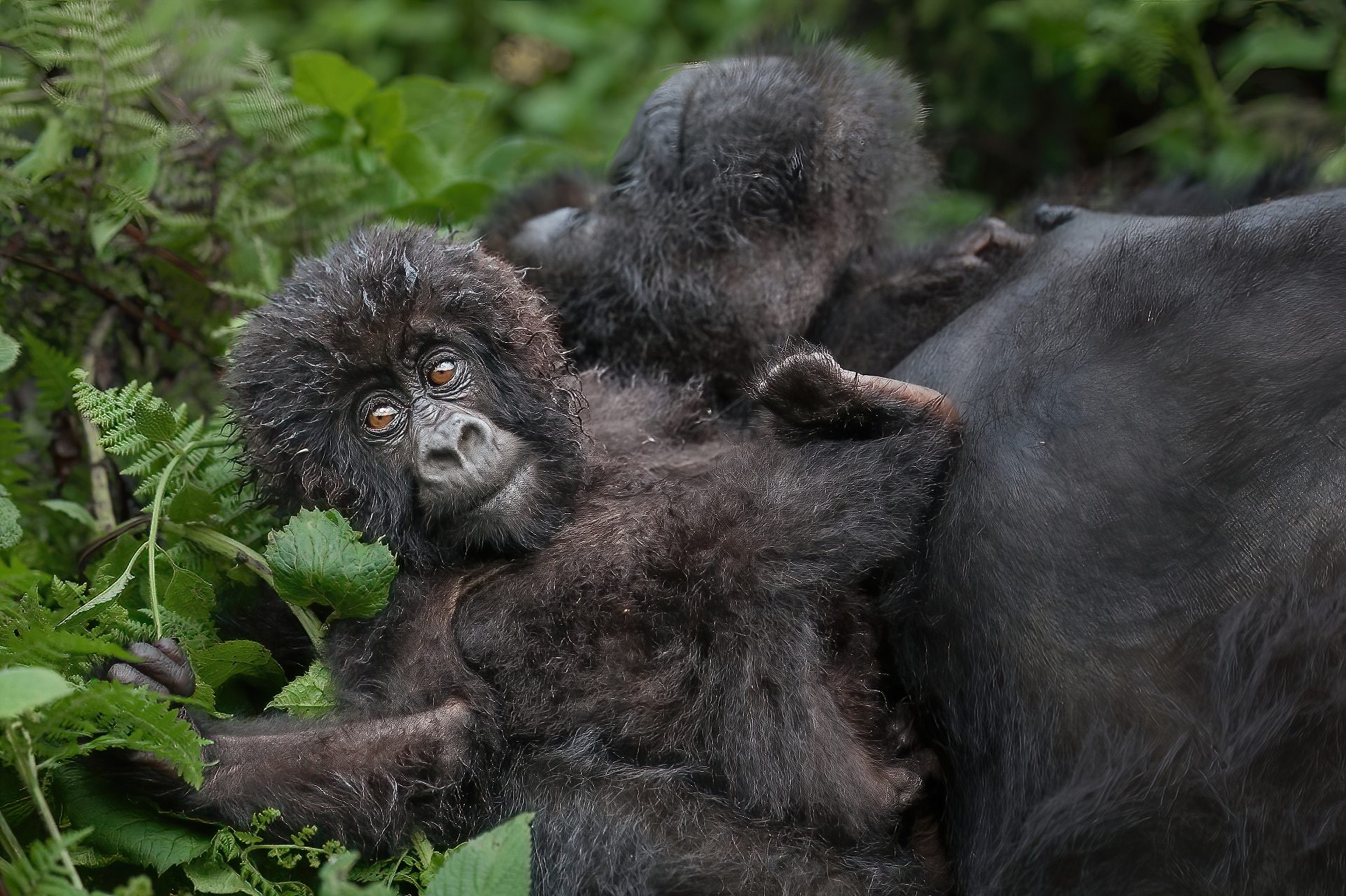 Baby Mountain Gorilla