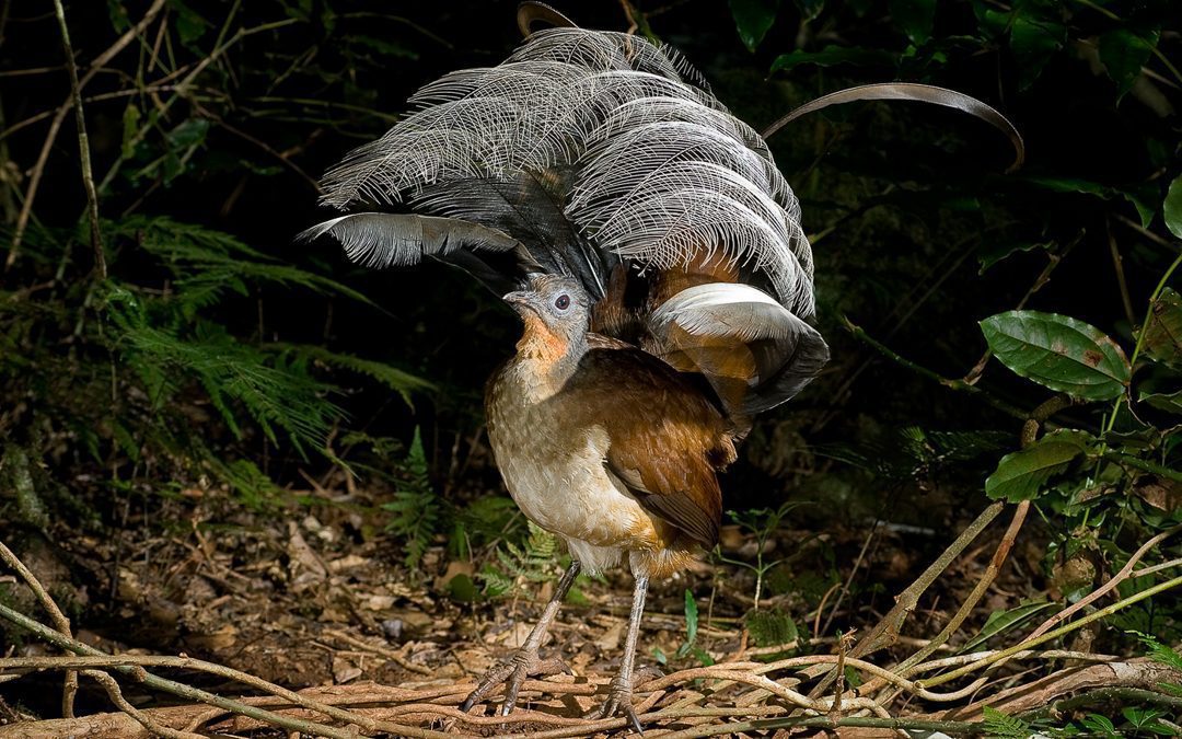 3 Day Bird Photography Workshop – Lamington N.P. – Queensland