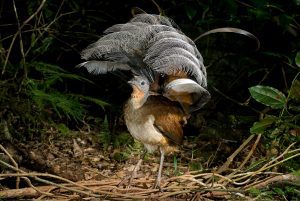 Albert's Lyrebird