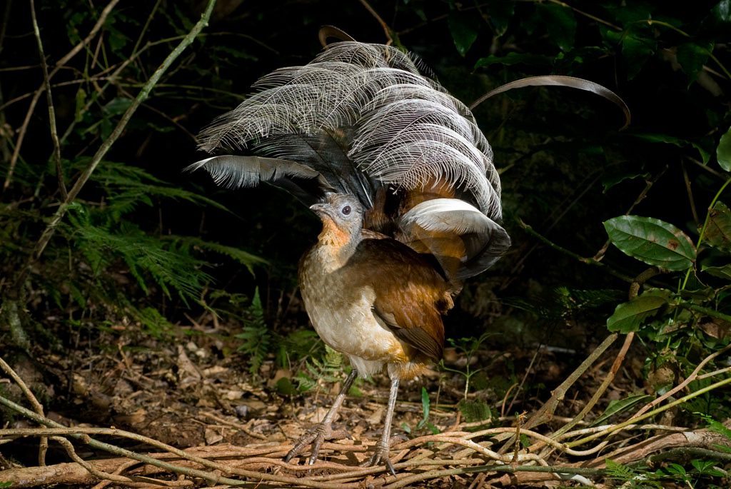Albert's Lyrebird