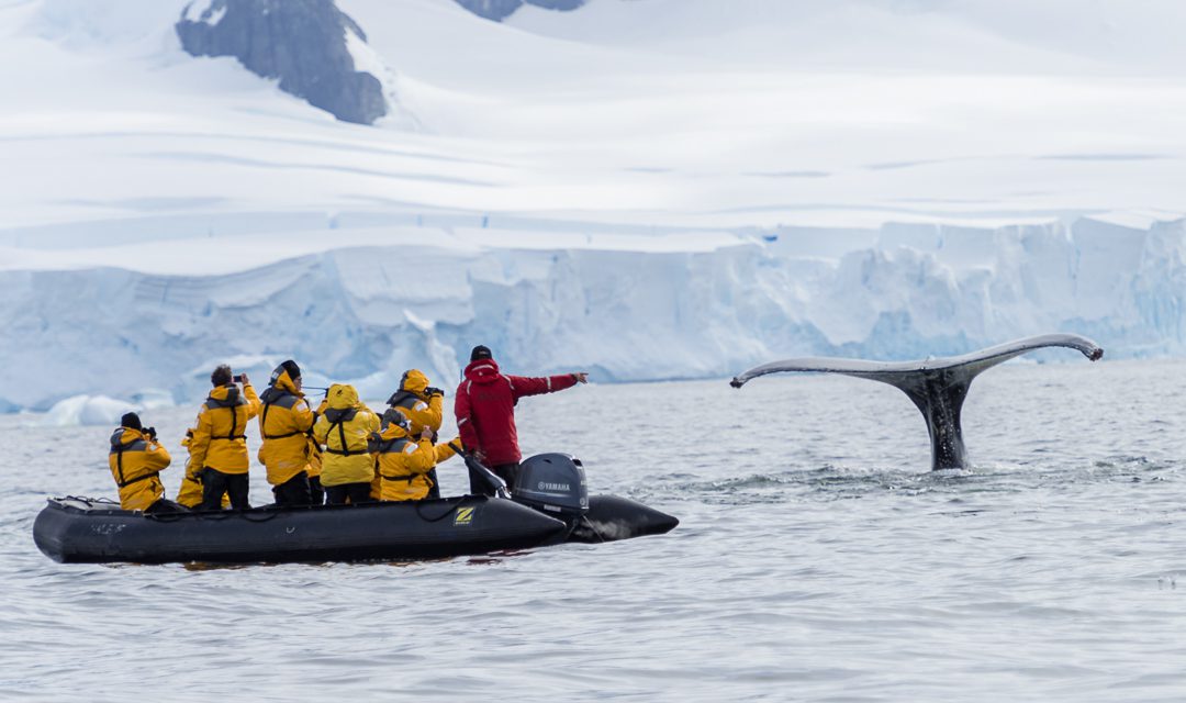 Amazing whale encounter in Antarctica Amazing whale encounter in Antarctica