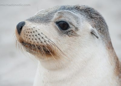 Australian Sea Lion – Juvenile