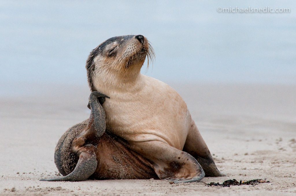 Australian Sea Lion