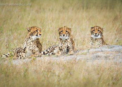 Baby Cheetahs