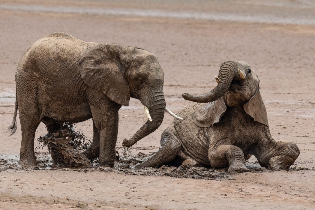 Baby elephants Baby elephants