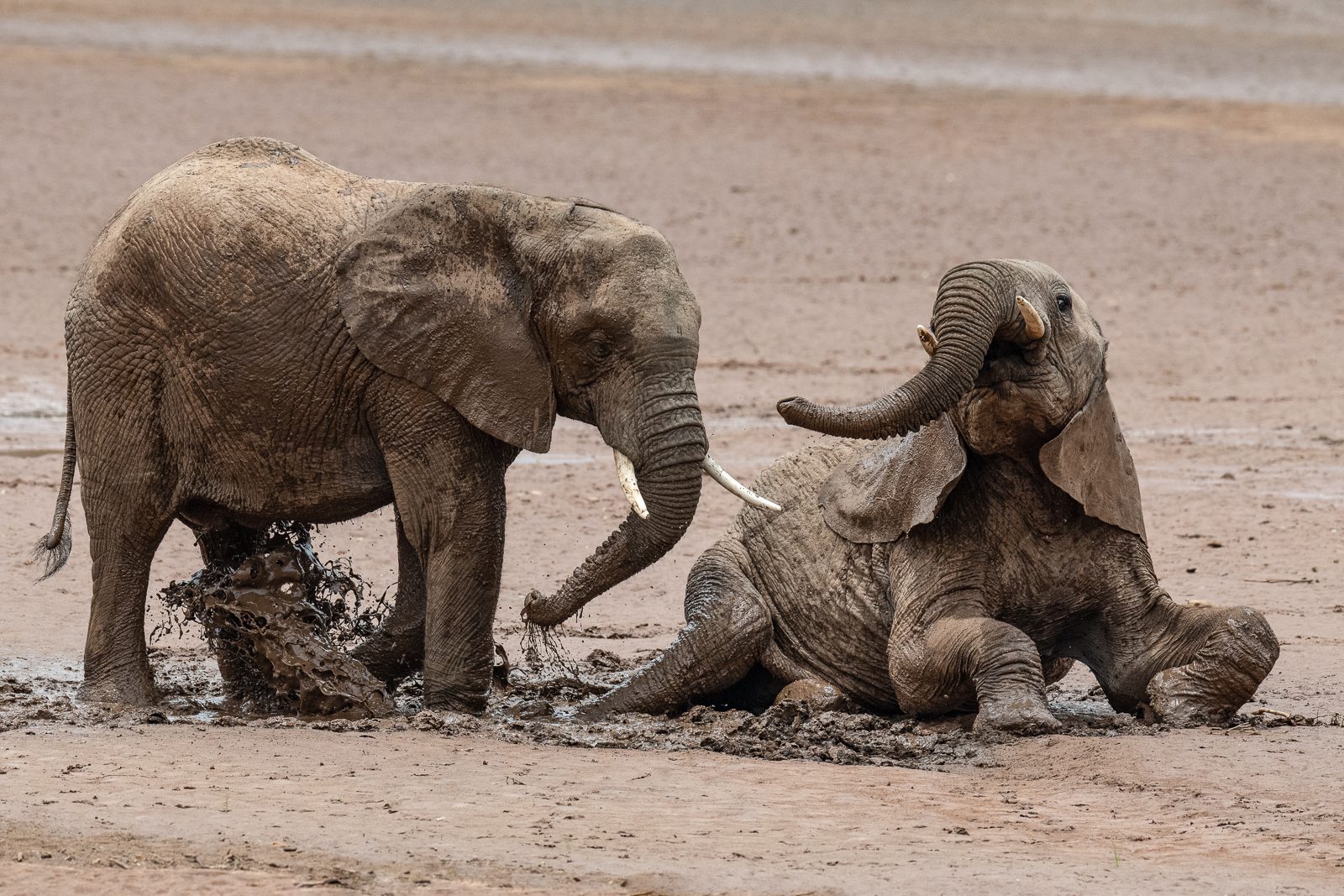 Baby elephants