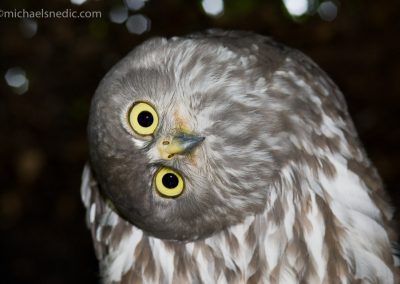 Barking Owl