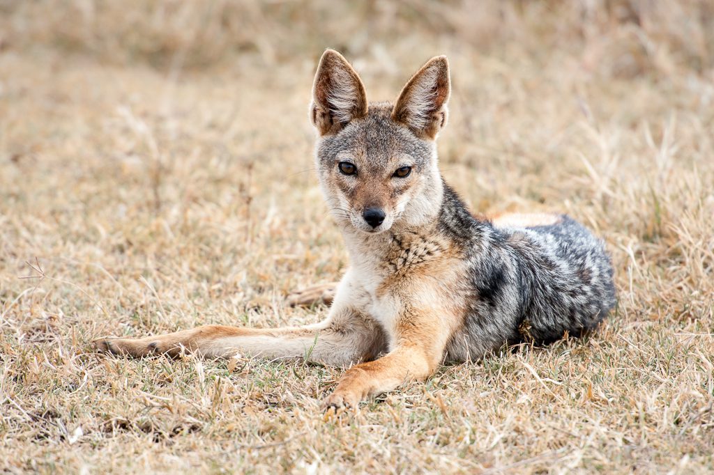 Black-backed Jackal