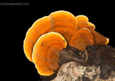 Bracket Fungi