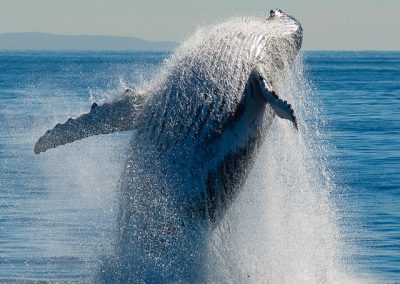 Breaching Humpbacked Whale