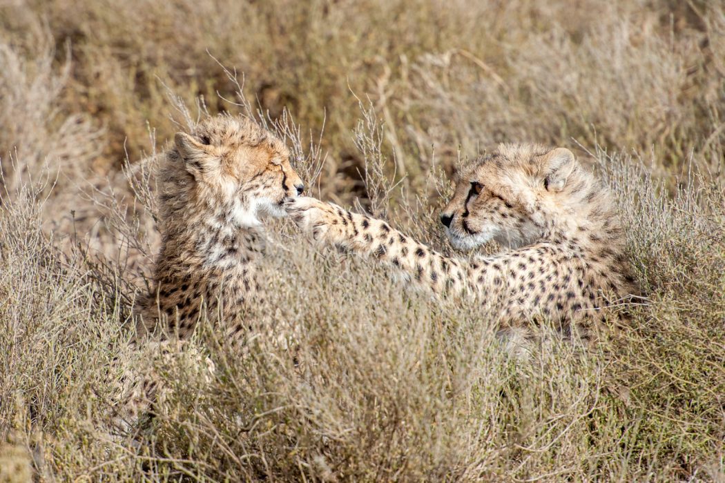 Cheetahs Cheetahs