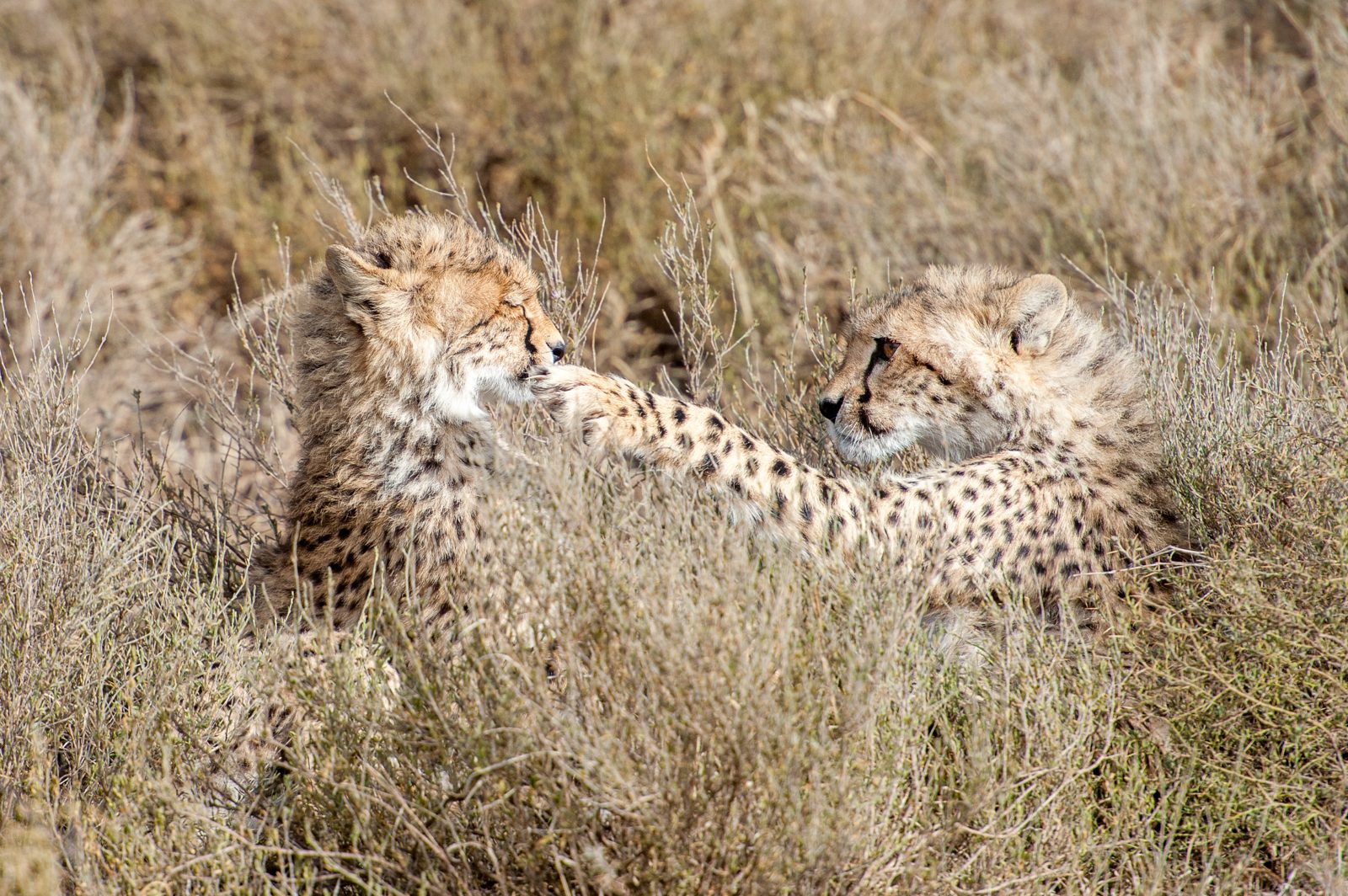 Cheetahs