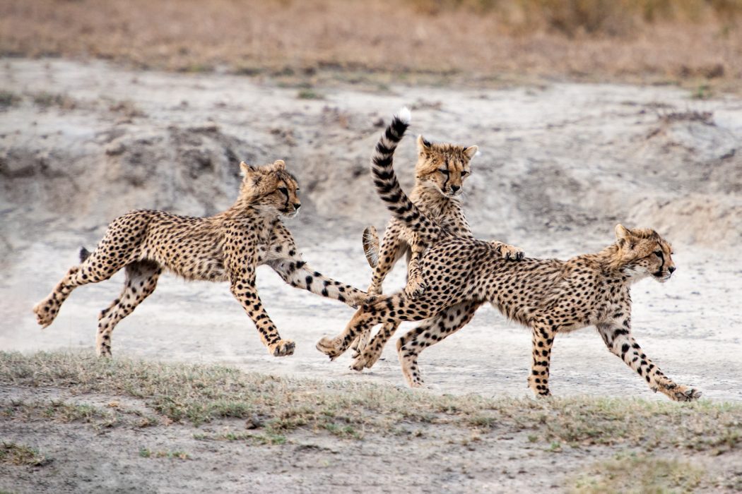 Cheetahs Cheetahs