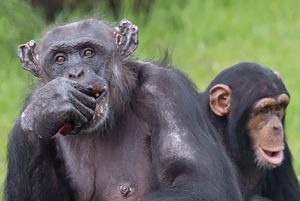 Chimp with baby