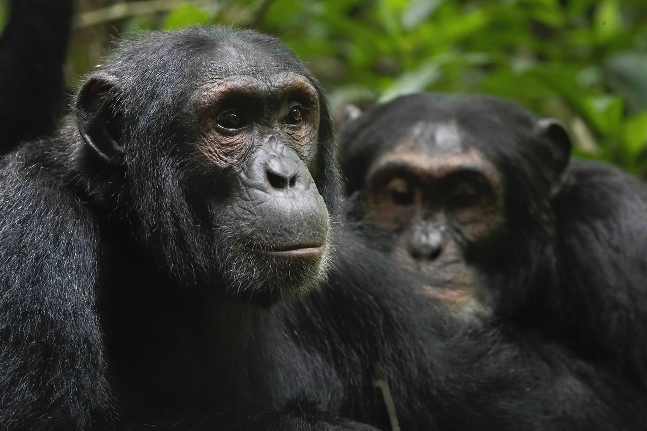 Chimps