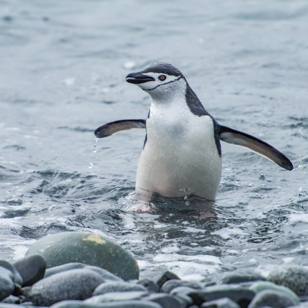 Chinstrap Penguin