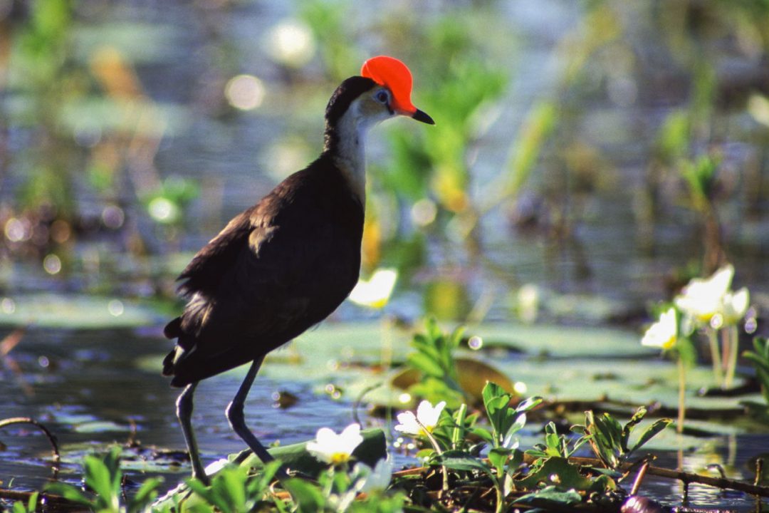 Comb-crested Jacana 2