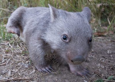 Common Wombat